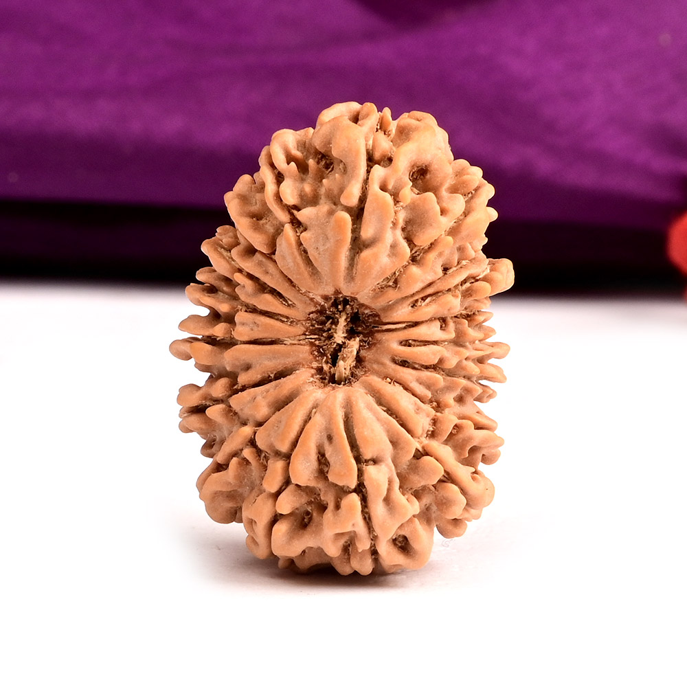 Collector 18 Mukhi Nepal - CXVII