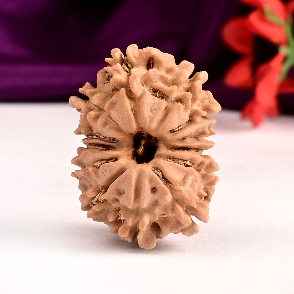 13 Mukhi from Nepal Small - CCCVI