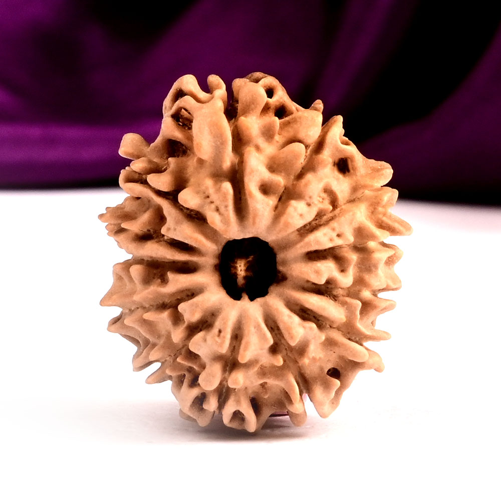 13 Mukhi from Nepal Small - CCCVII