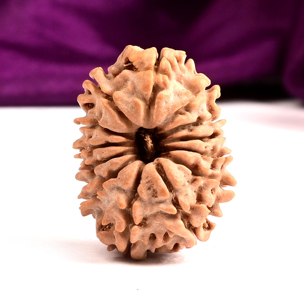 13 Mukhi from Nepal Small - CCCIX