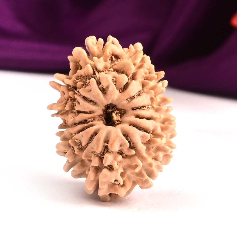 13 Mukhi from Nepal Small - CCCXI