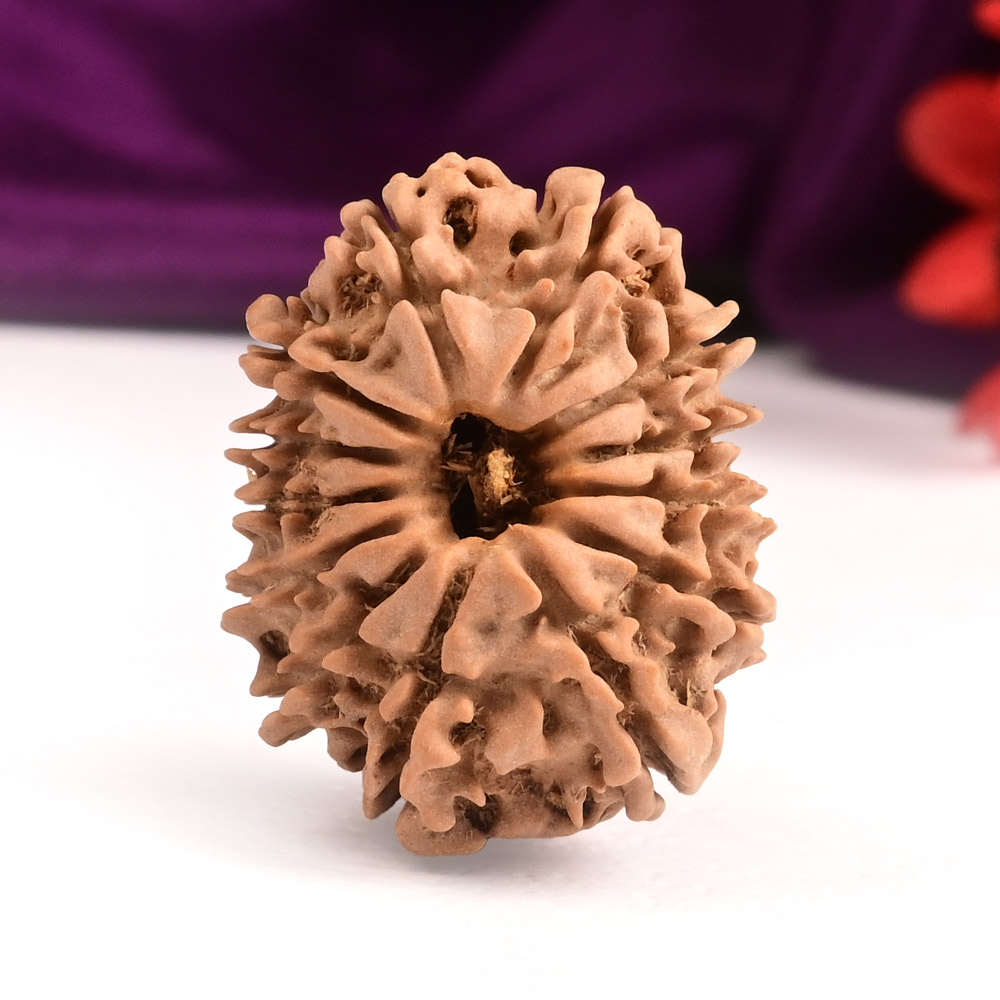 13 Mukhi from Nepal Small - CCCXIII