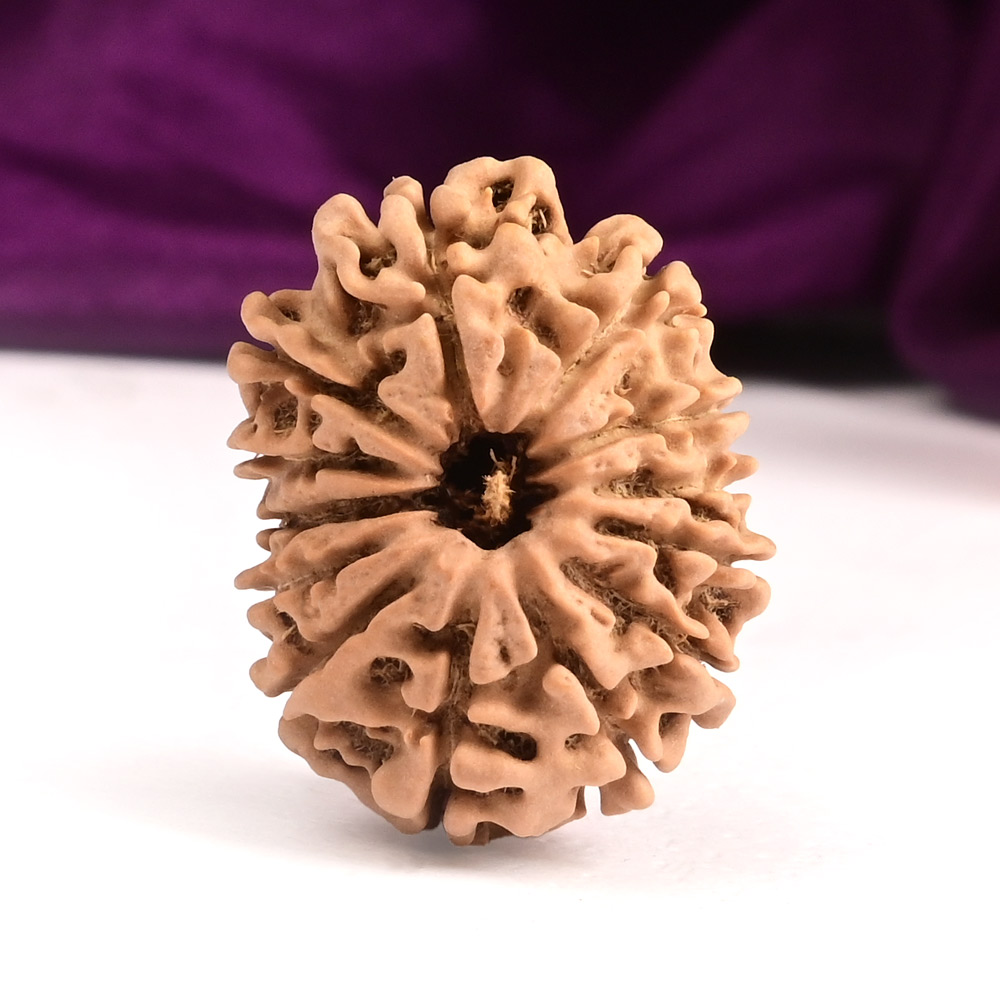 13 Mukhi from Nepal Small - CCCXVI