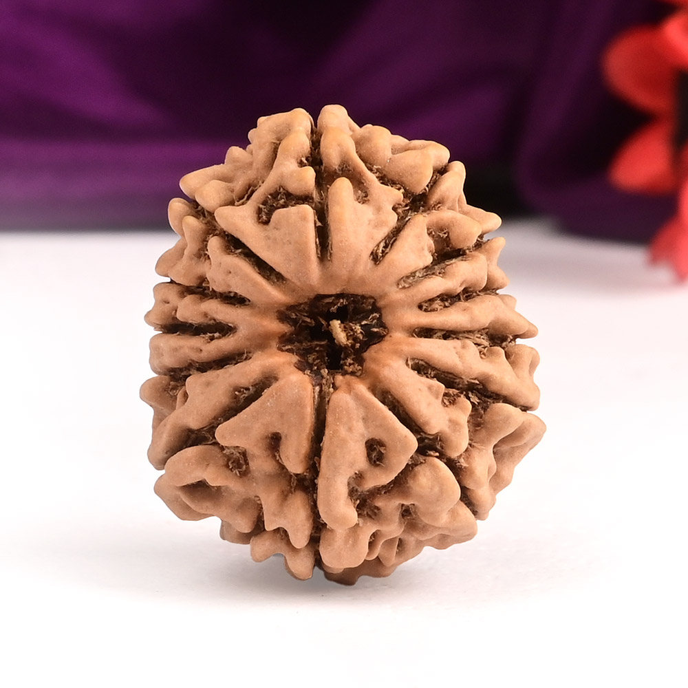 13 Mukhi from Nepal Small - CCCXVII