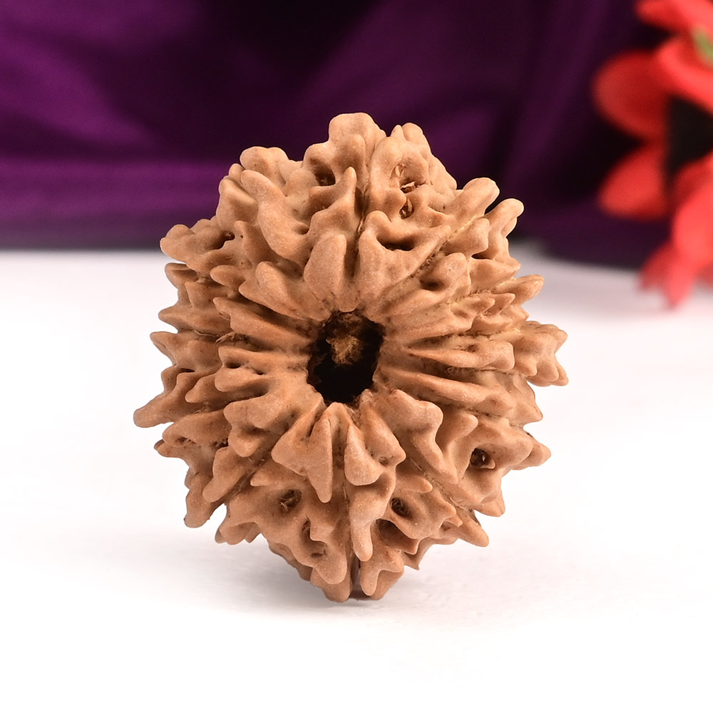 13 Mukhi from Nepal Small - CCCXVIII