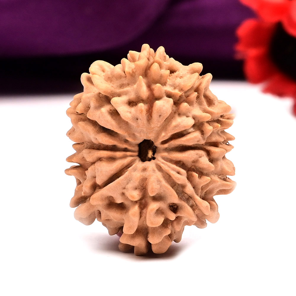 12 Mukhi from Nepal Small - CCCLII