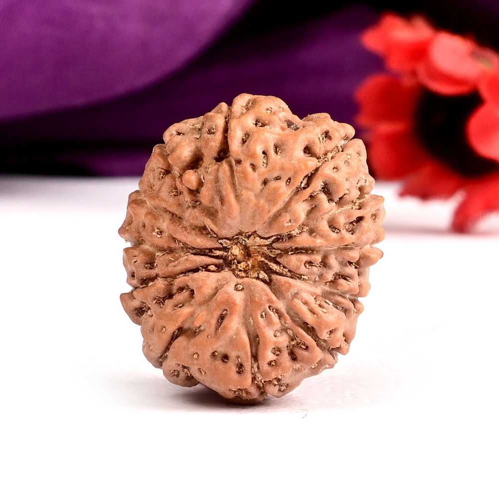 Collector 12 Mukhi from Java Indonesia - C