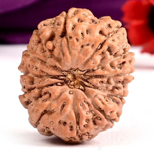 Collector 12 Mukhi from Java Indonesia - C