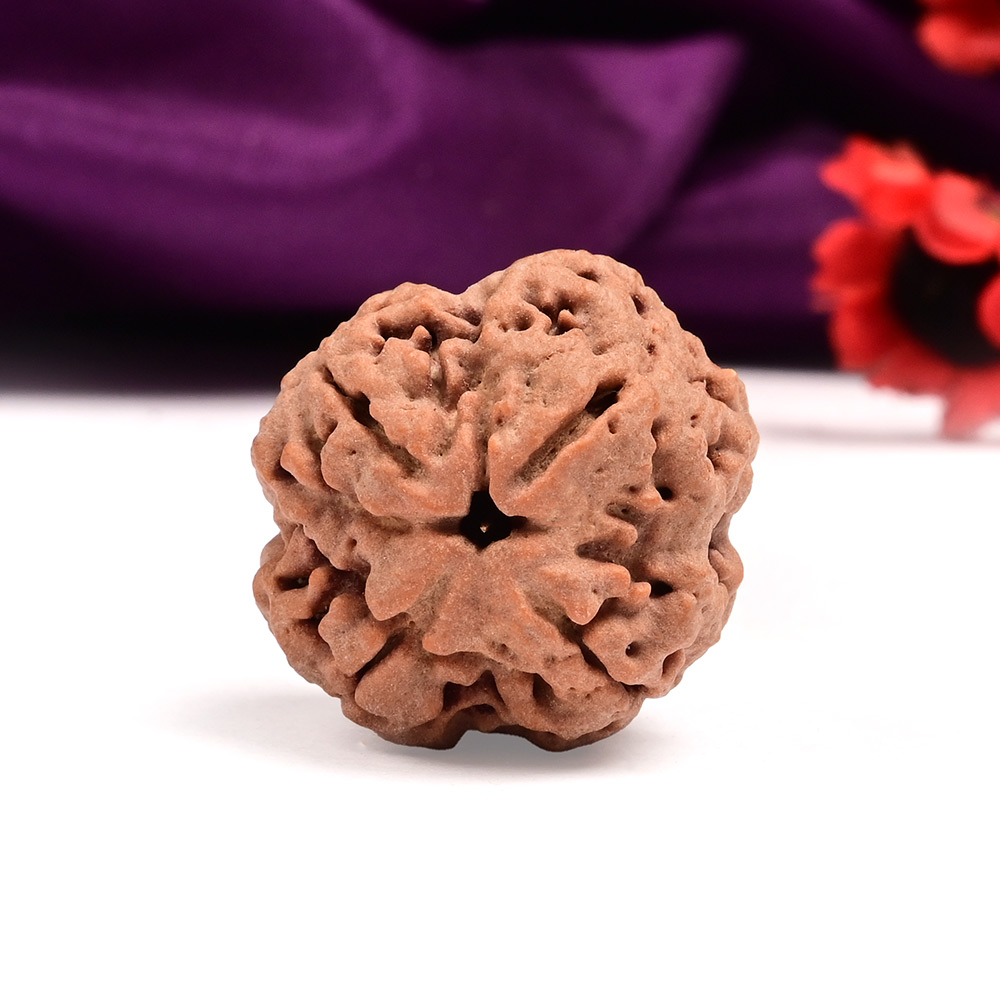 Super Collector 4 Mukhi from Nepal - CXLII