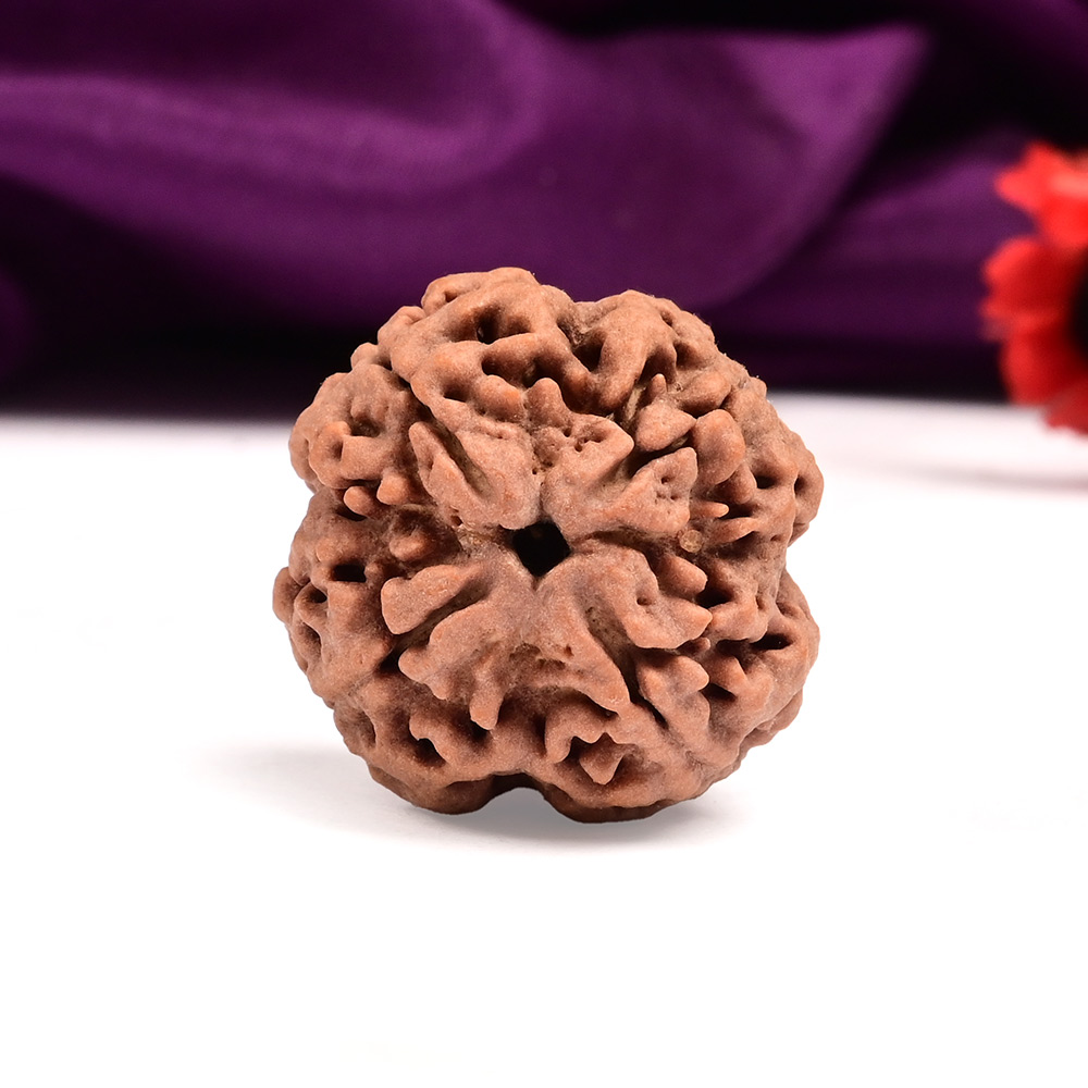 Super Collector 4 Mukhi from Nepal - CXLIII