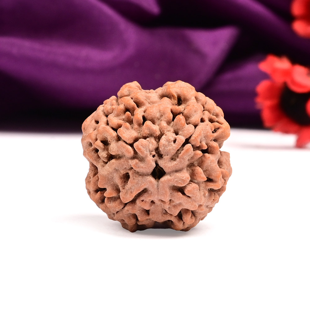 Super Collector 4 Mukhi from Nepal - CXLIV