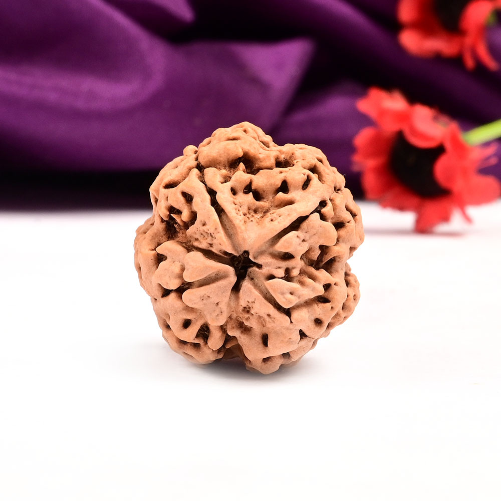 Super Collector 4 Mukhi from Nepal - CLIV