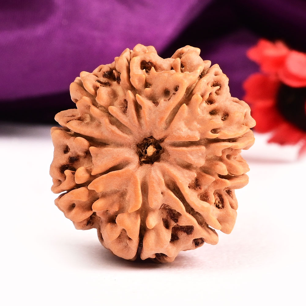 9 Mukhi from Nepal Large