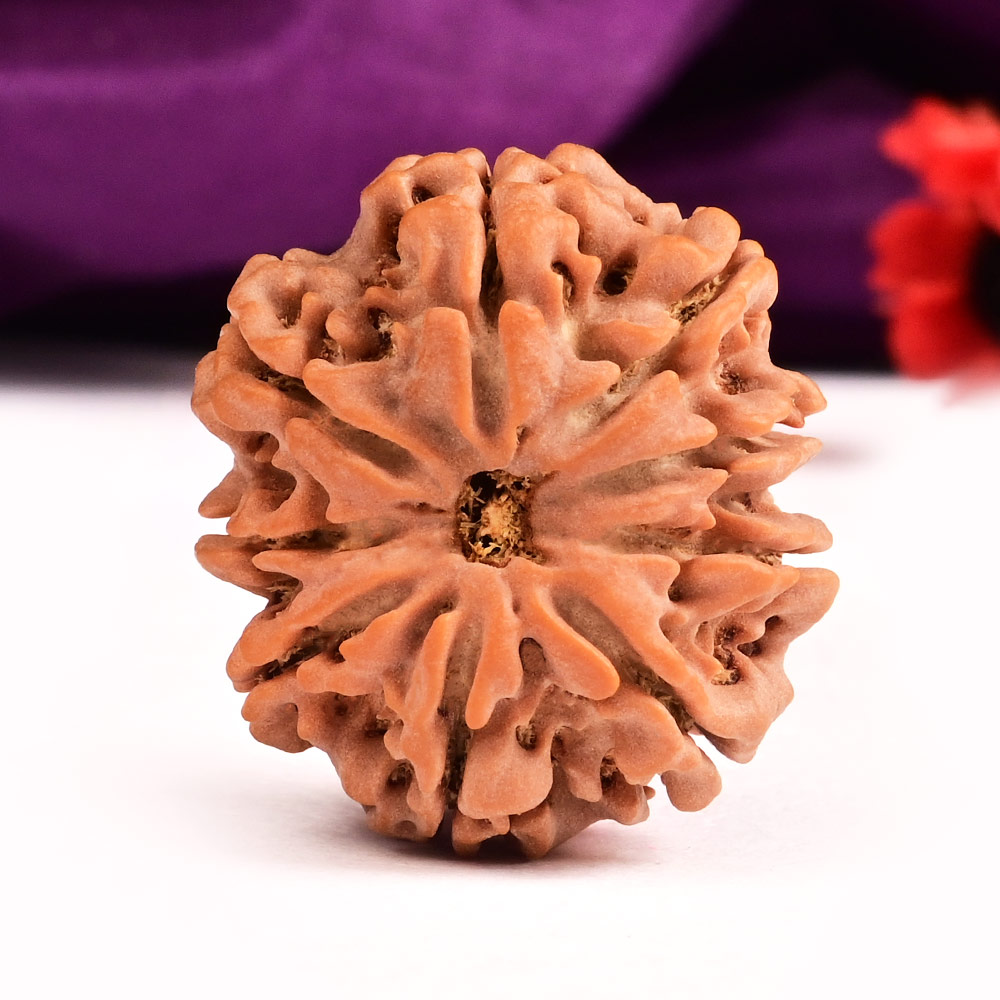 9 Mukhi from Nepal Large
