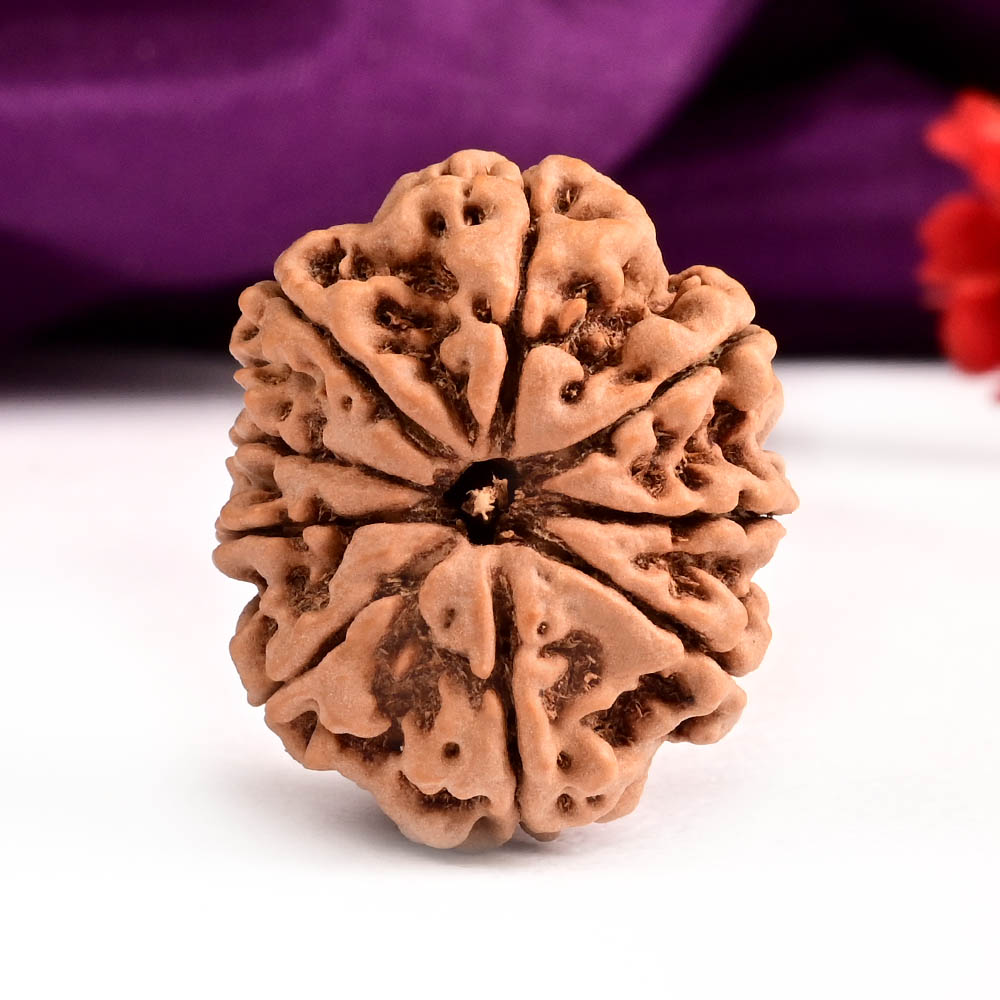 Collector 9 Mukhi from Nepal