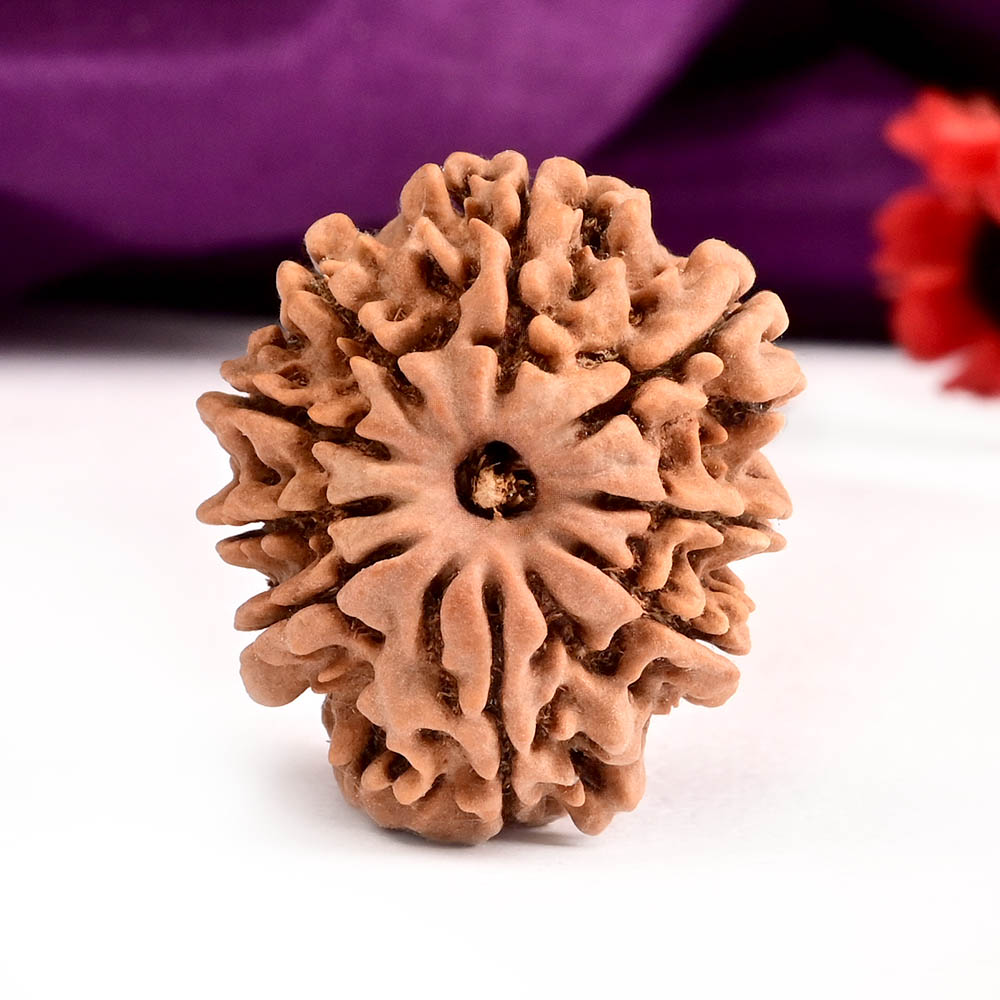 Collector 9 Mukhi from Nepal