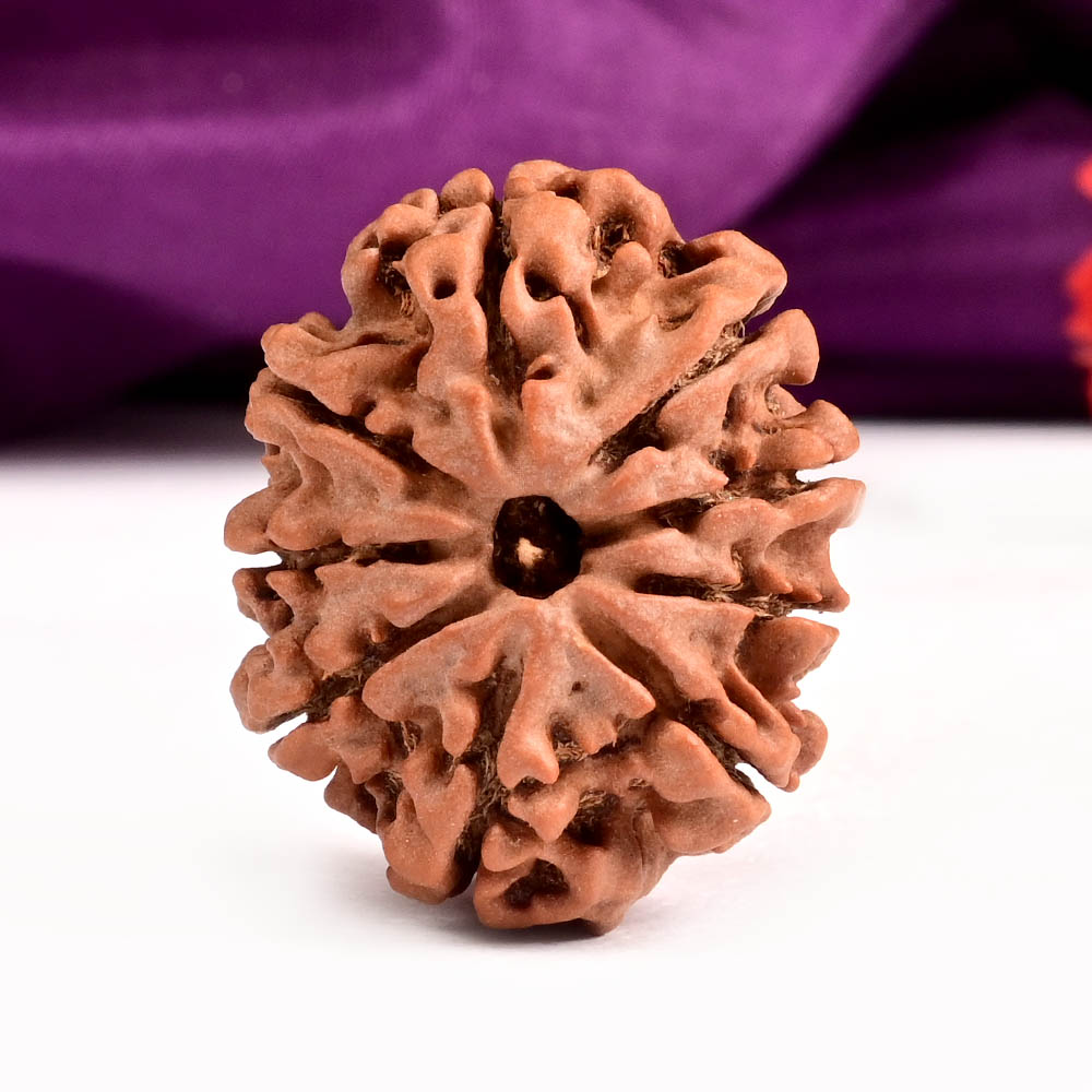 Collector 9 Mukhi from Nepal
