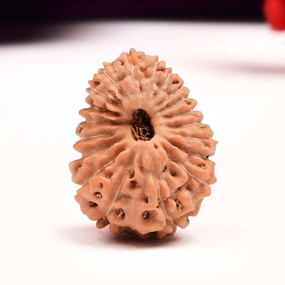 19 Mukhi from Java Indonesia