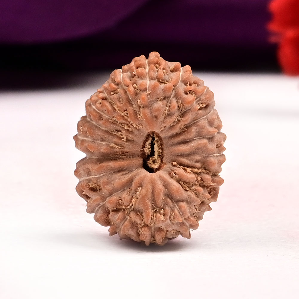 19 Mukhi from Java Indonesia