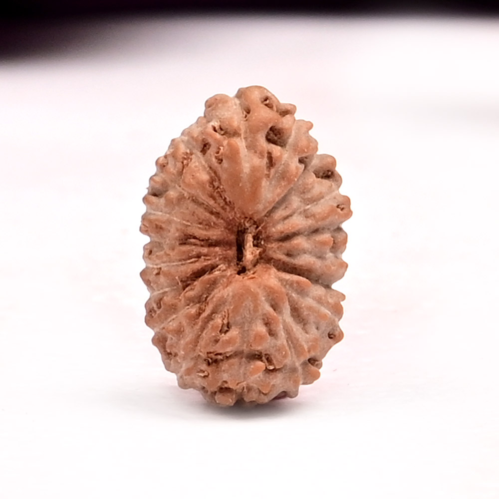 18 Mukhi from Java Indonesia Small