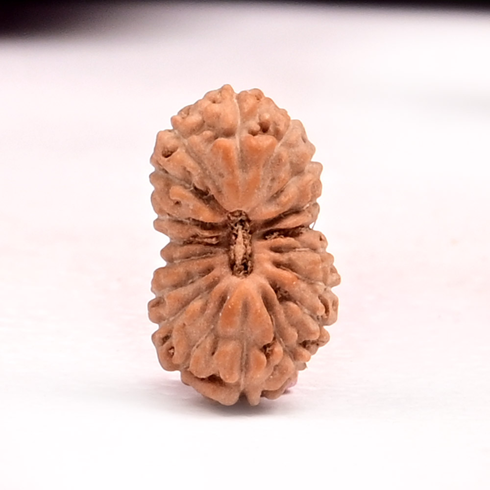 18 Mukhi from Java Indonesia Small