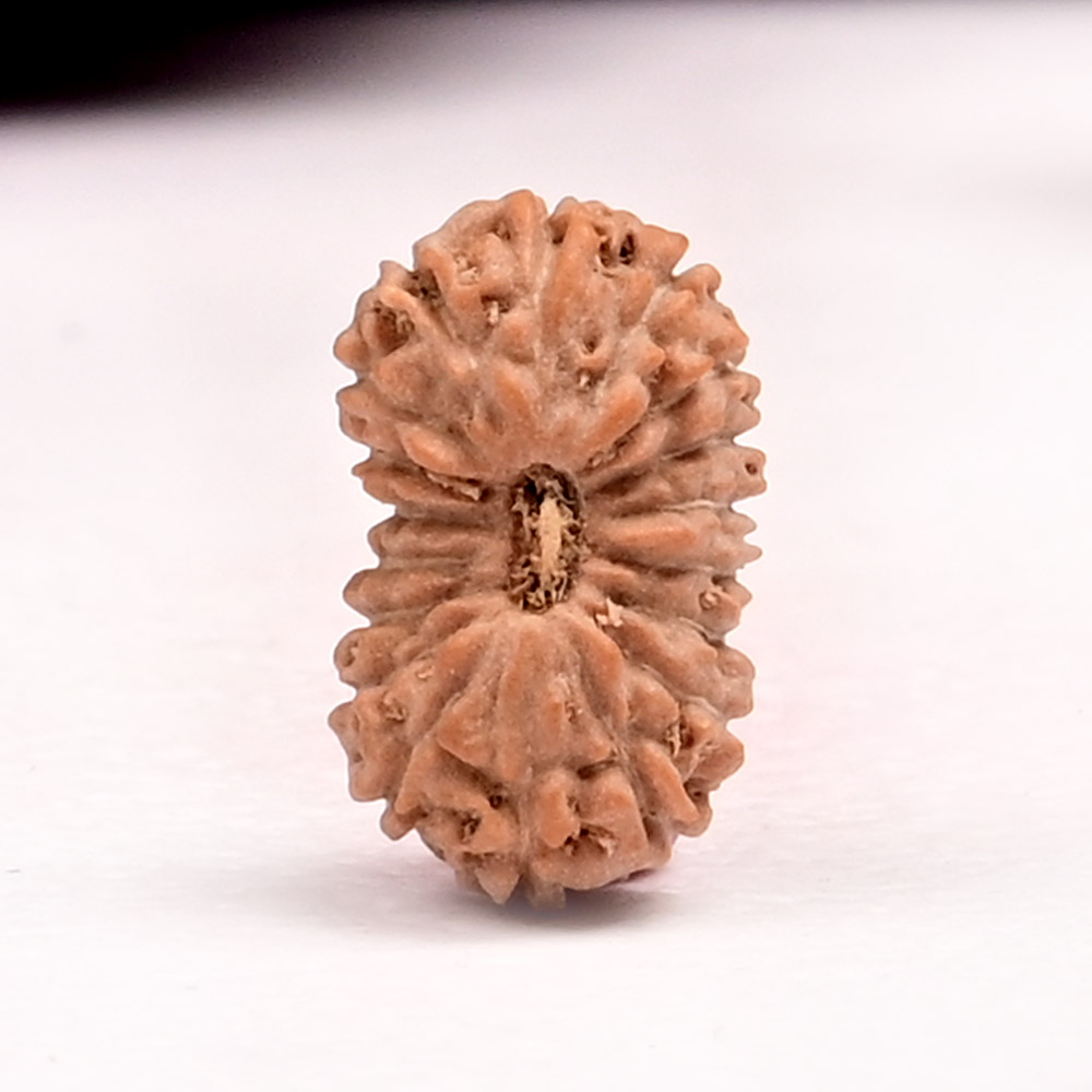 18 Mukhi from Java Indonesia Small