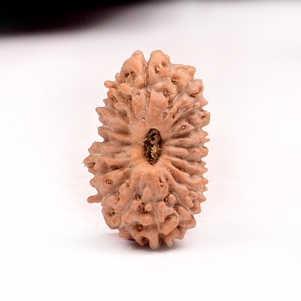 18 Mukhi from Java Indonesia Small
