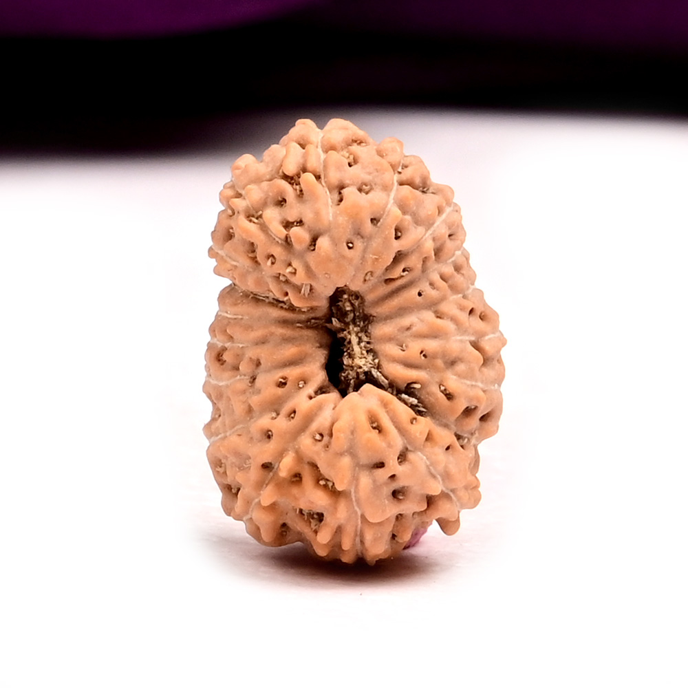 18 Mukhi from Java Indonesia