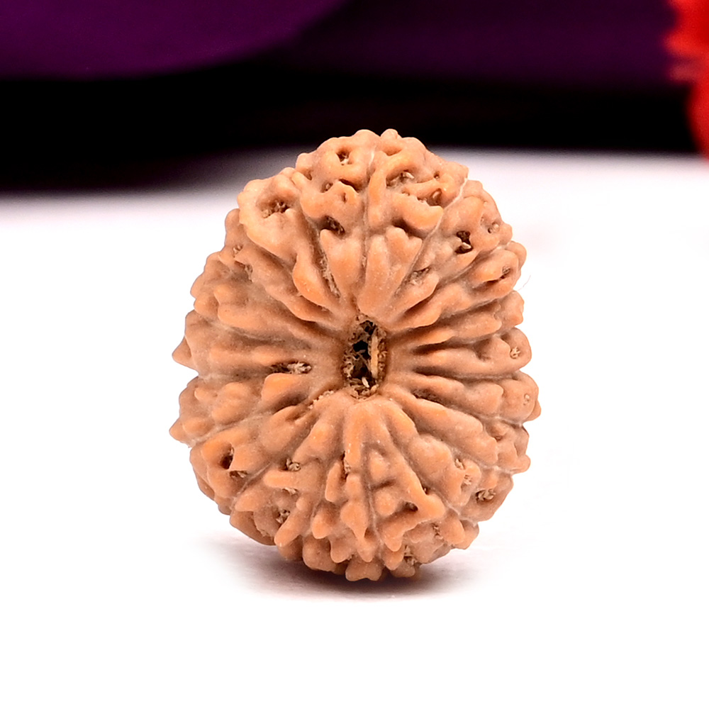 18 Mukhi from Java Indonesia