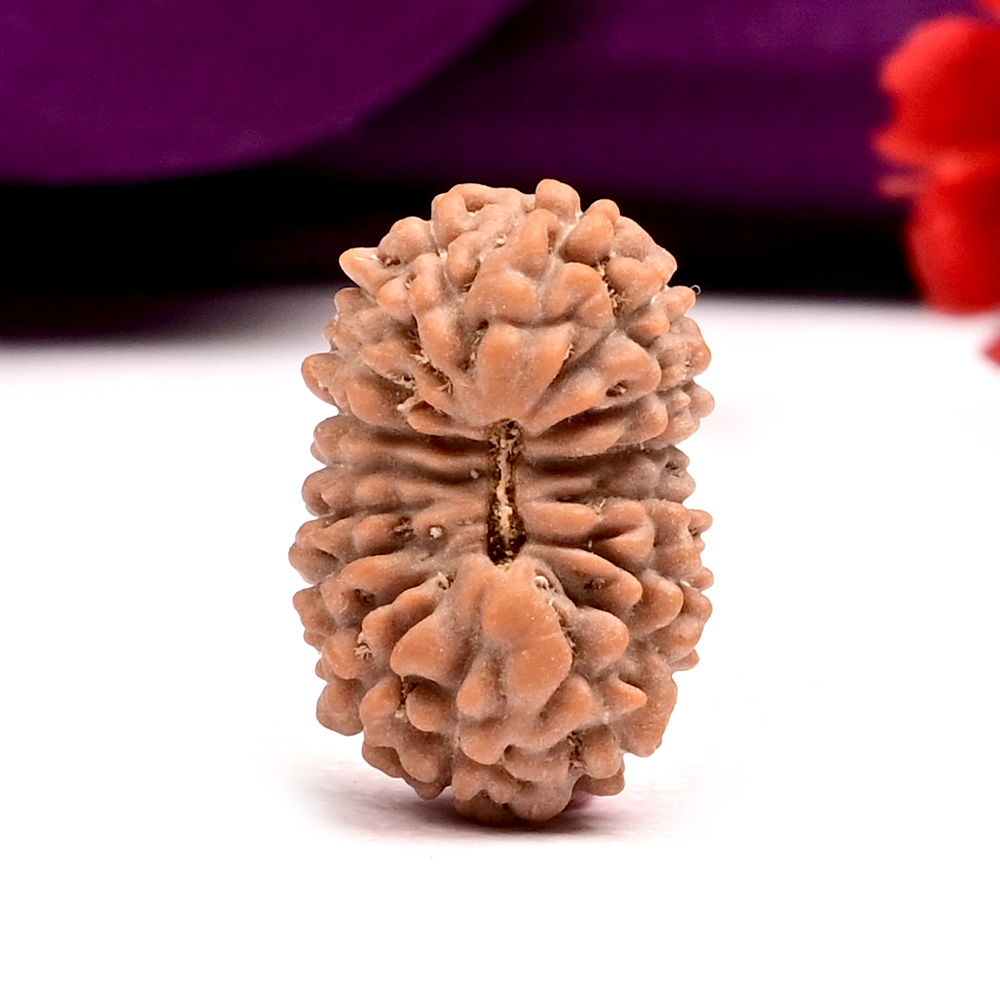 18 Mukhi from Java Indonesia