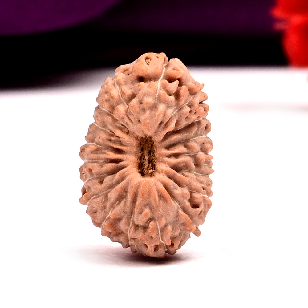 18 Mukhi from Java Indonesia - XCIX