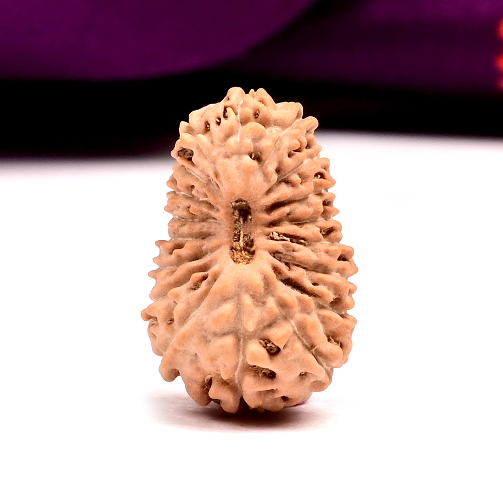  18 Mukhi from Java Indonesia - C