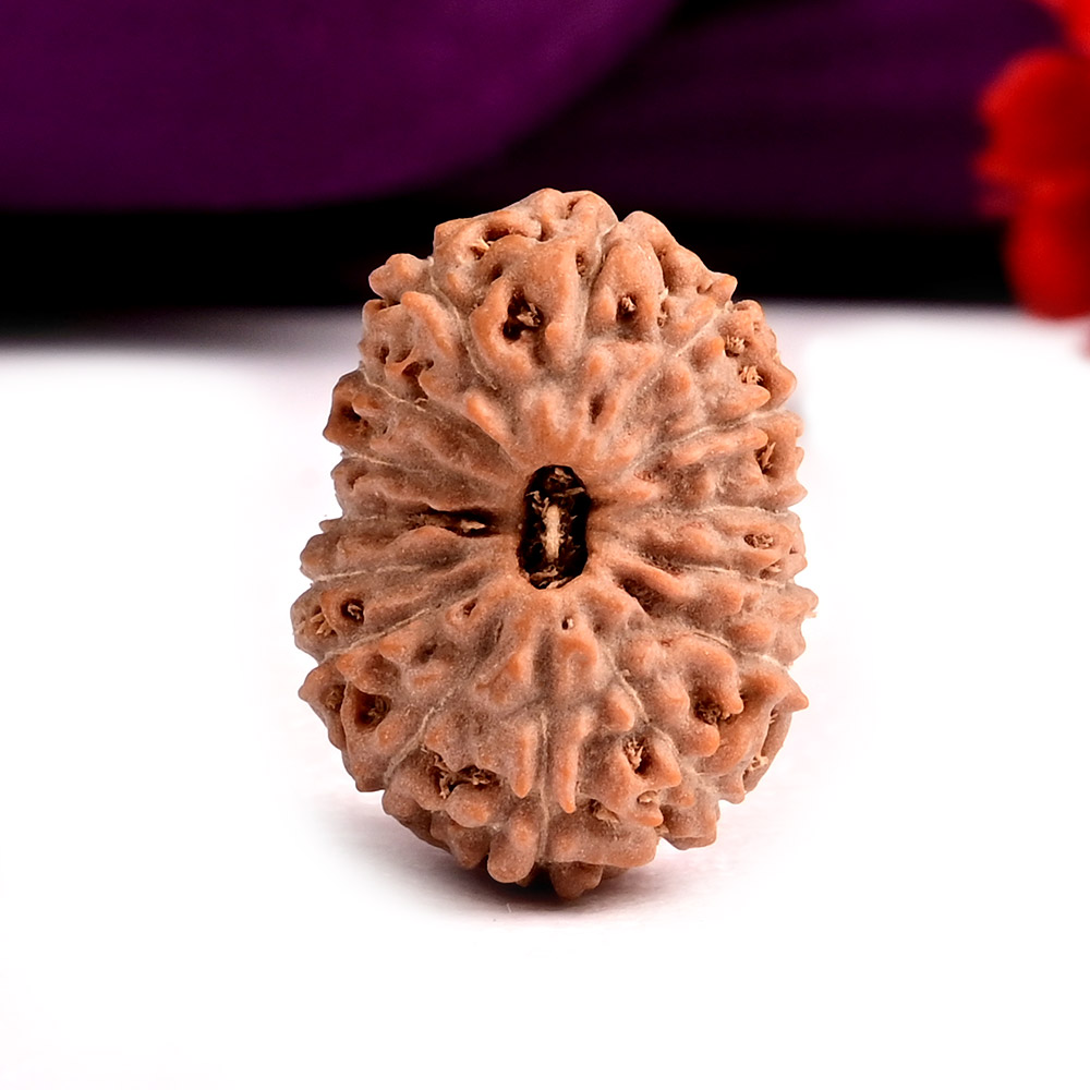 15 Mukhi from Java Indonesia Large