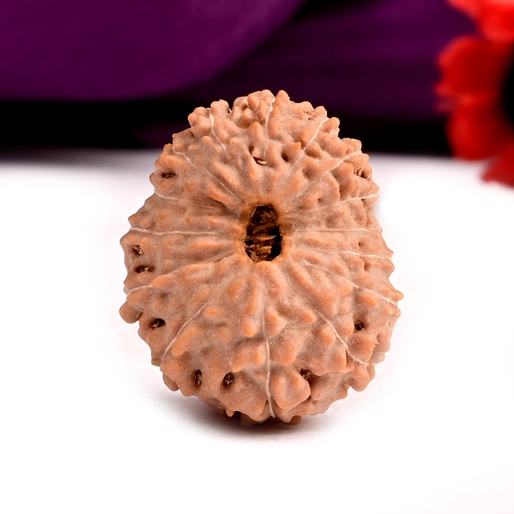 15 Mukhi from Java Indonesia Large