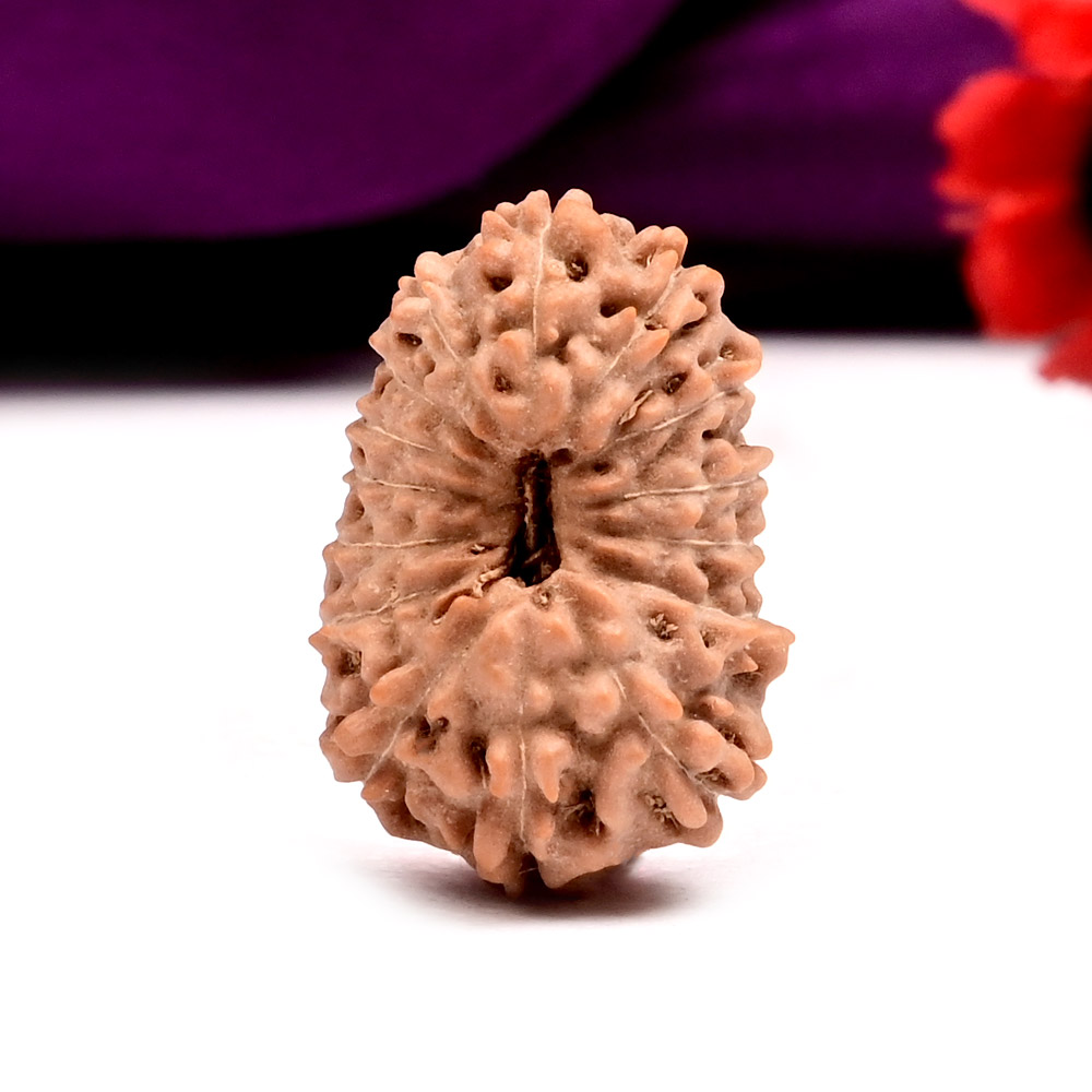 15 Mukhi from Java Indonesia Large