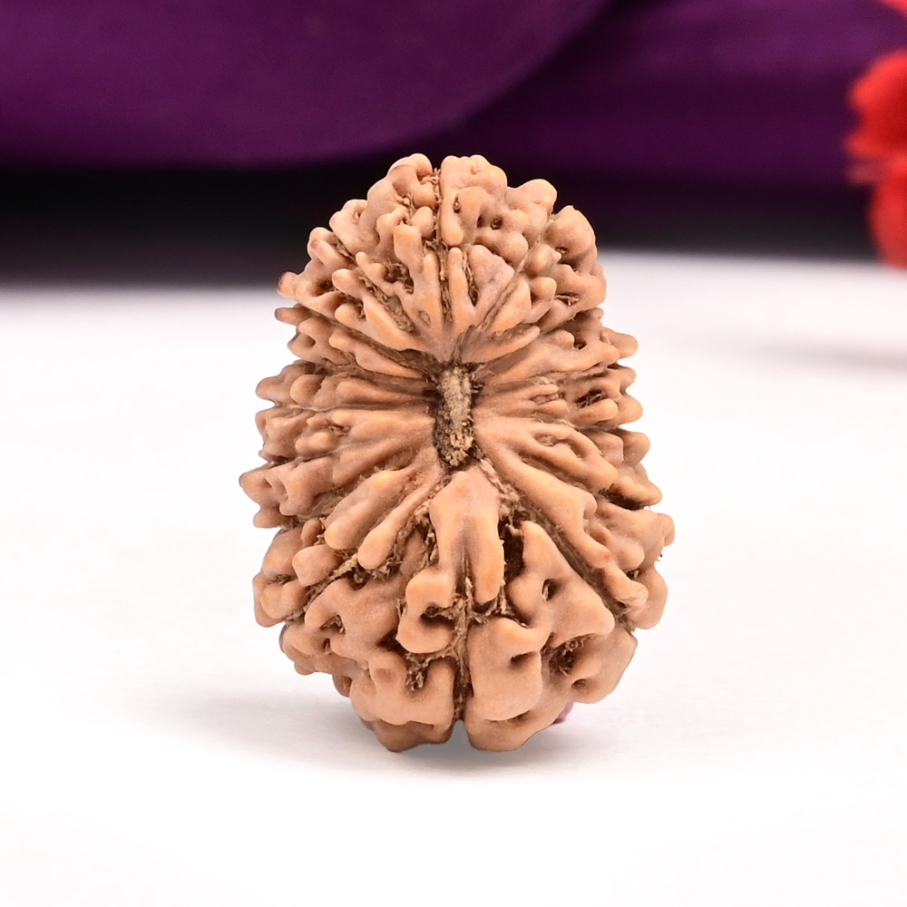 15 Mukhi from Java Indonesia Large - CXIII
