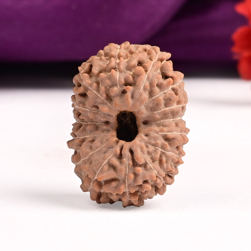 Collector 15 Mukhi from Java Indonesia - LXXVI