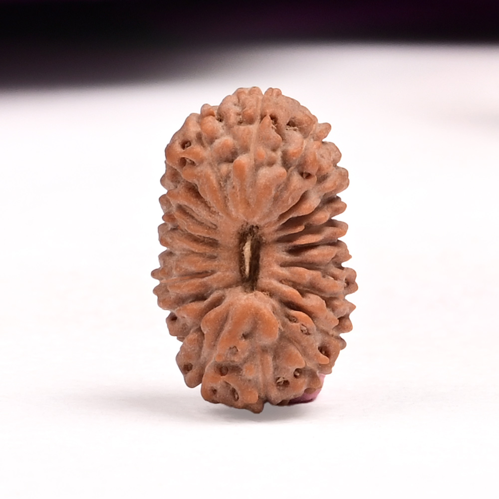 20 Mukhi from Java Indonesia - LXV