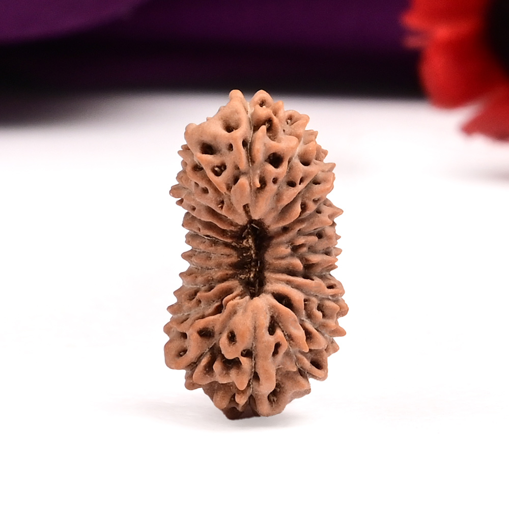 20 Mukhi from Java Indonesia