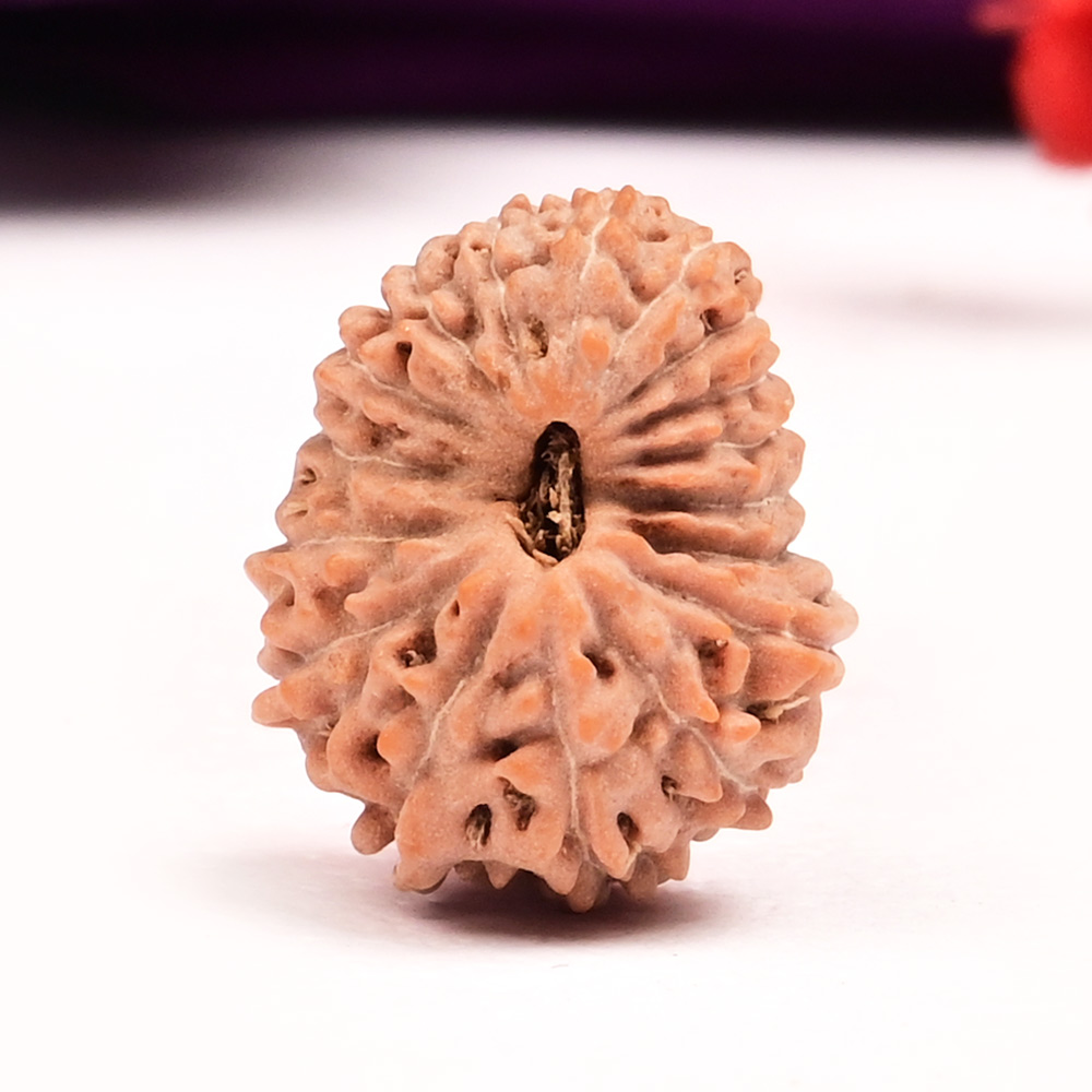 17 Mukhi from Java Indonesia