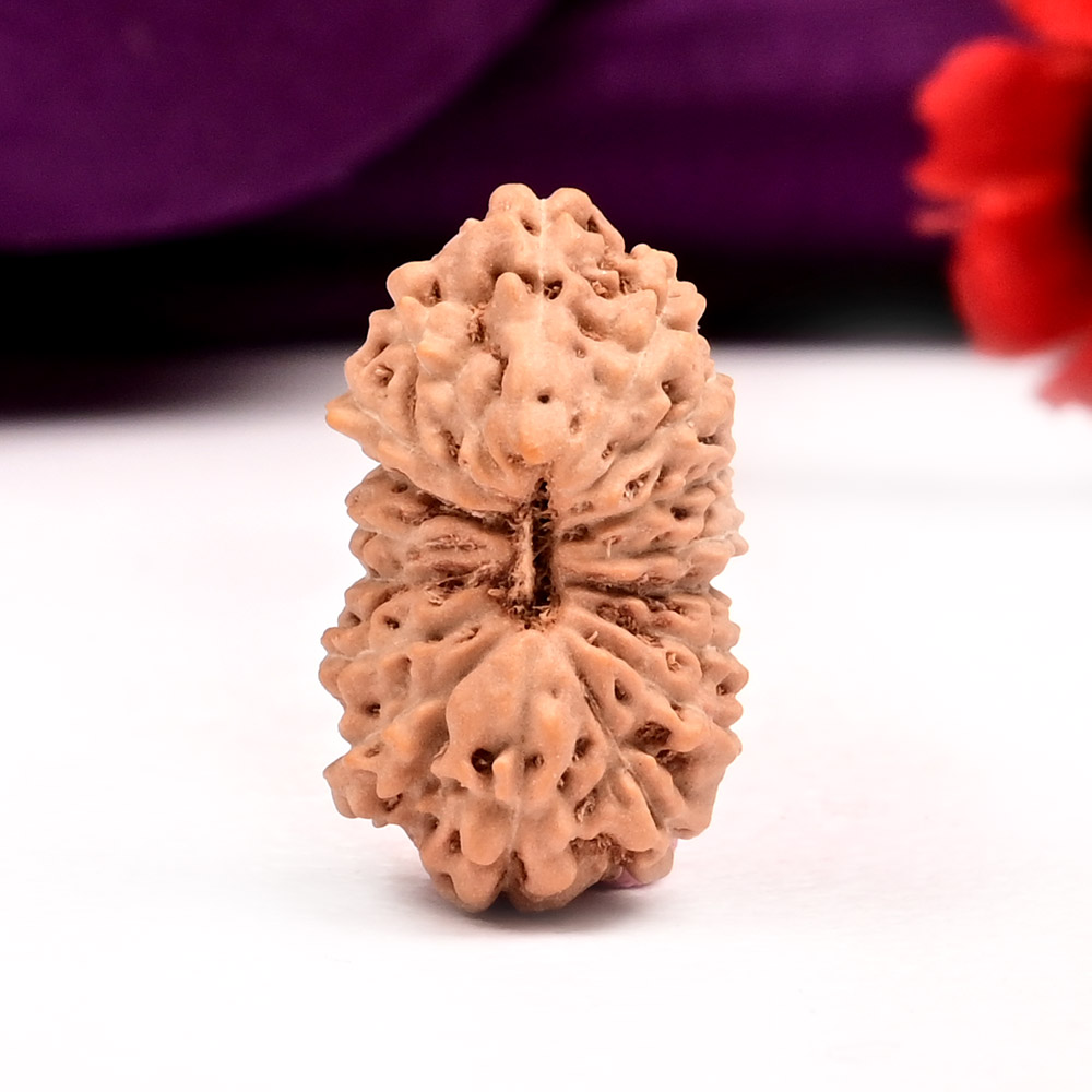 17 Mukhi from Java Indonesia Large