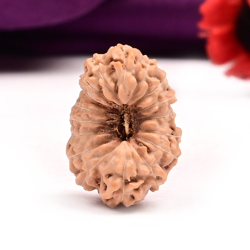 17 Mukhi from Java Indonesia Large