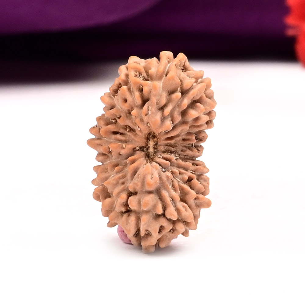 17 Mukhi from Java Indonesia Large