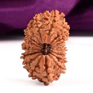 18 Mukhi from Nepal Large - VIII