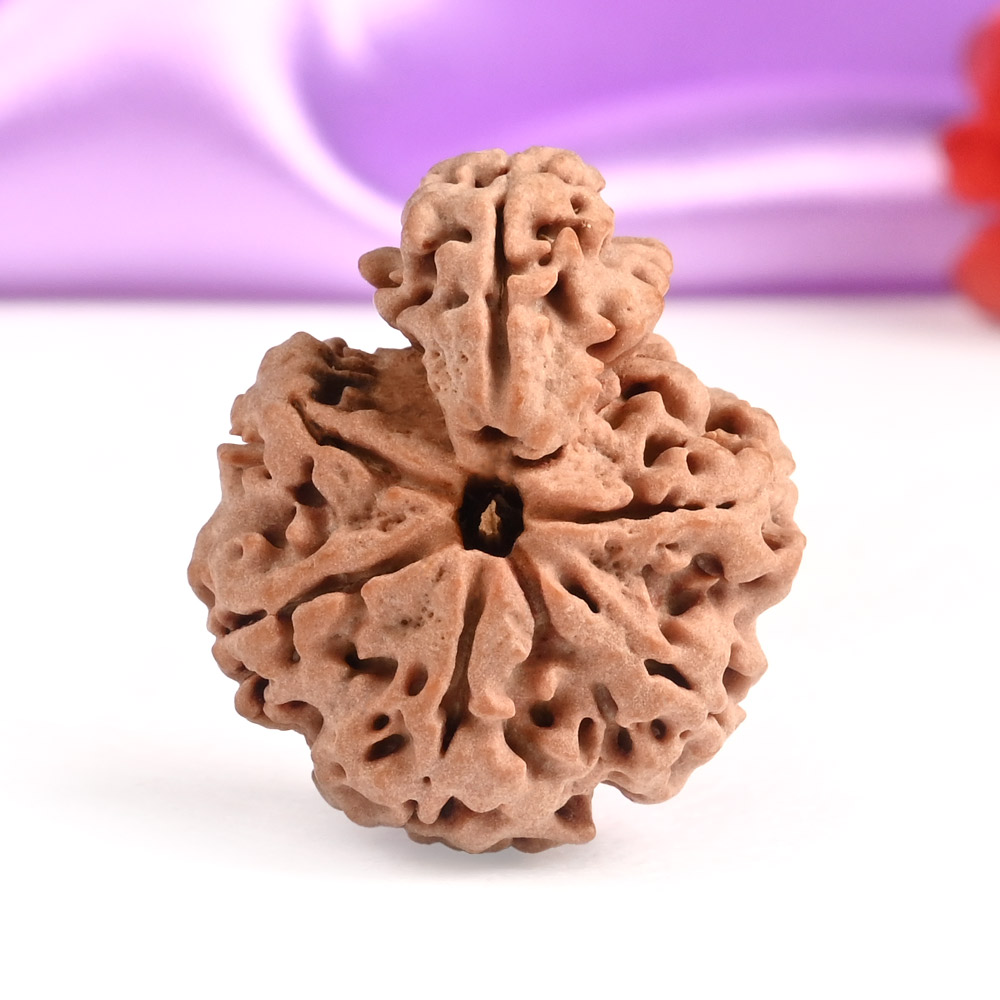 Savar Naag Rudraksha from Nepal - LVI