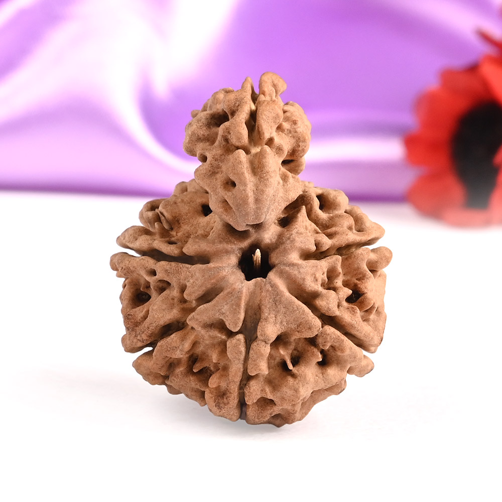 Super Collector Savar Naag Rudraksha - XXXIV