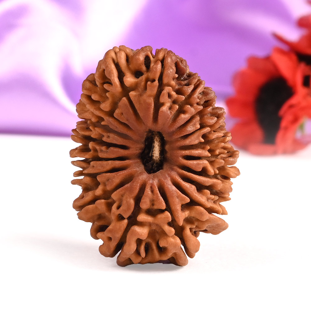 Collector Eighteen Mukhi Nepal - CXXI