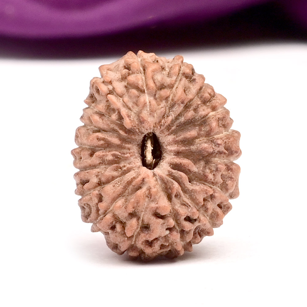 17 Mukhi from Java Indonesia - CXXV