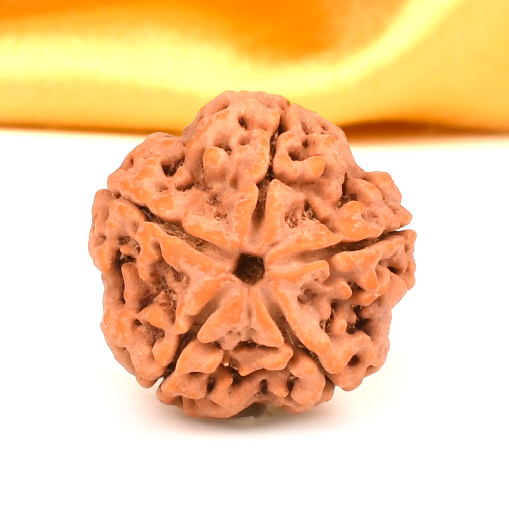 Collector 5 Mukhi from Nepal - DIII
