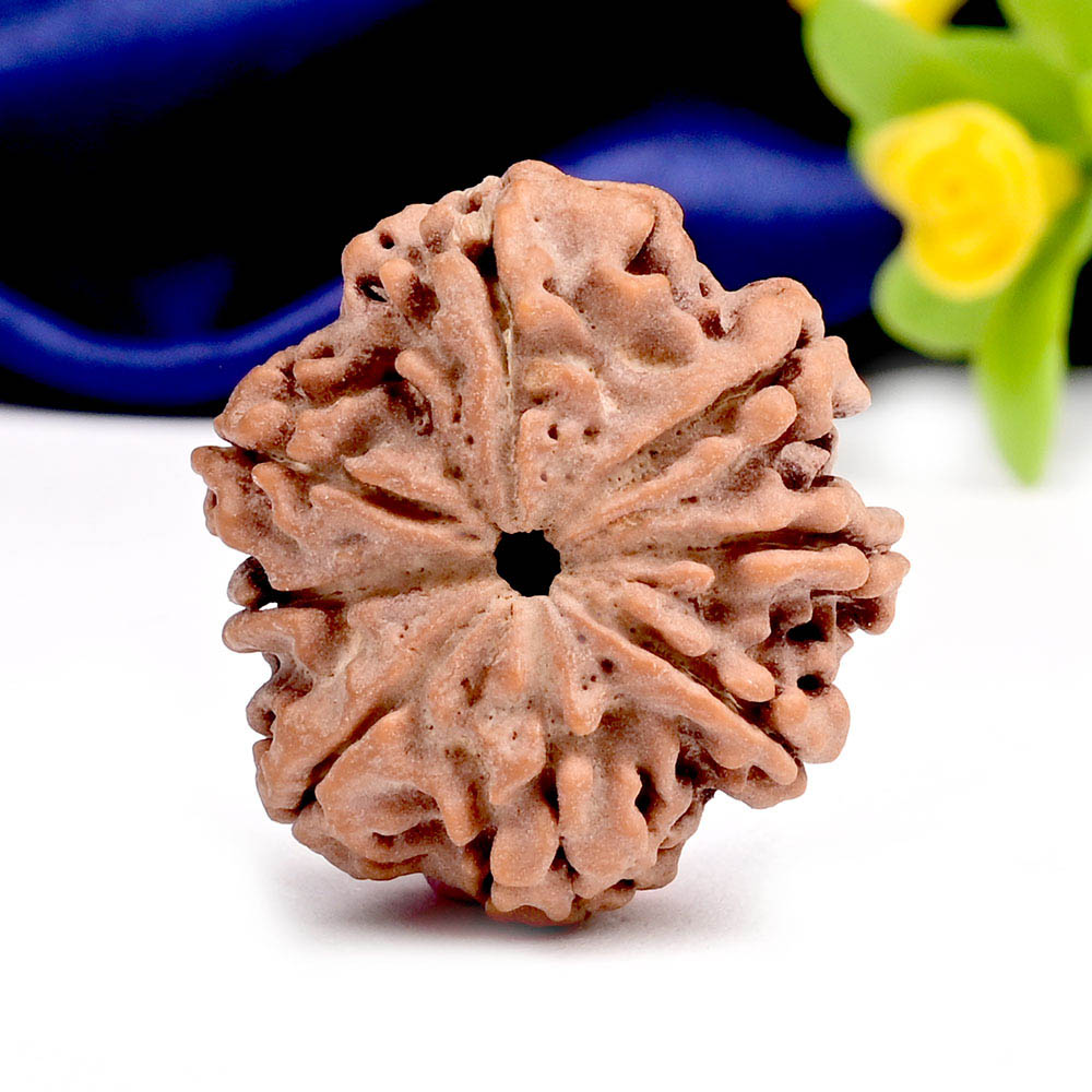 8 Mukhi from Nepal Large - CLXX